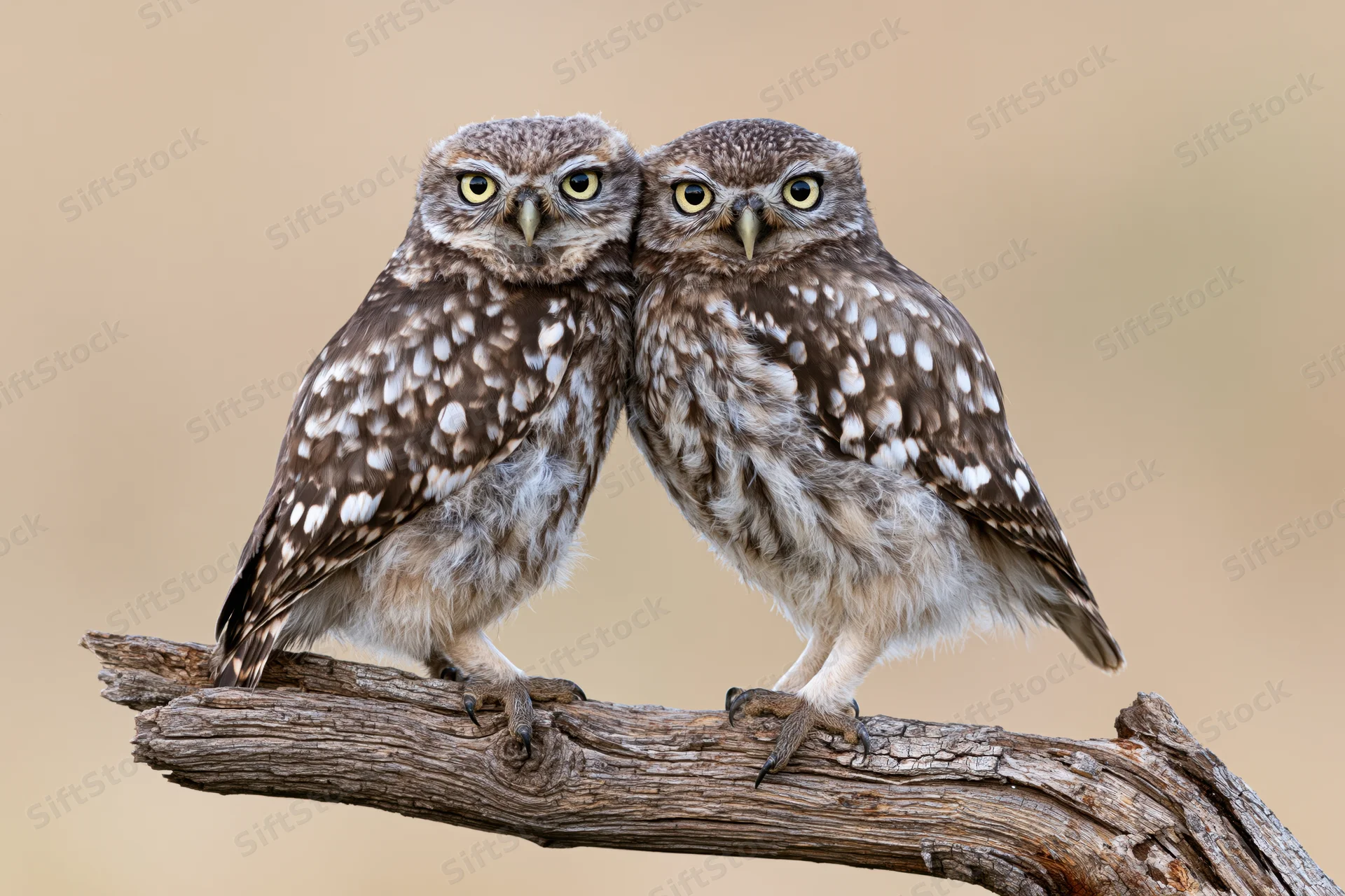 Two owls perched side by side on a weathered wooden branch