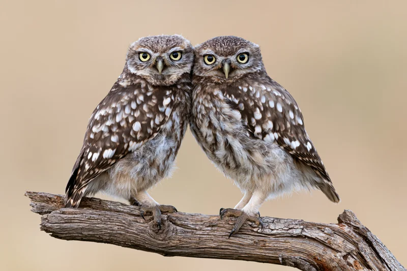 Two owls perched side by side on a weathered wooden branch