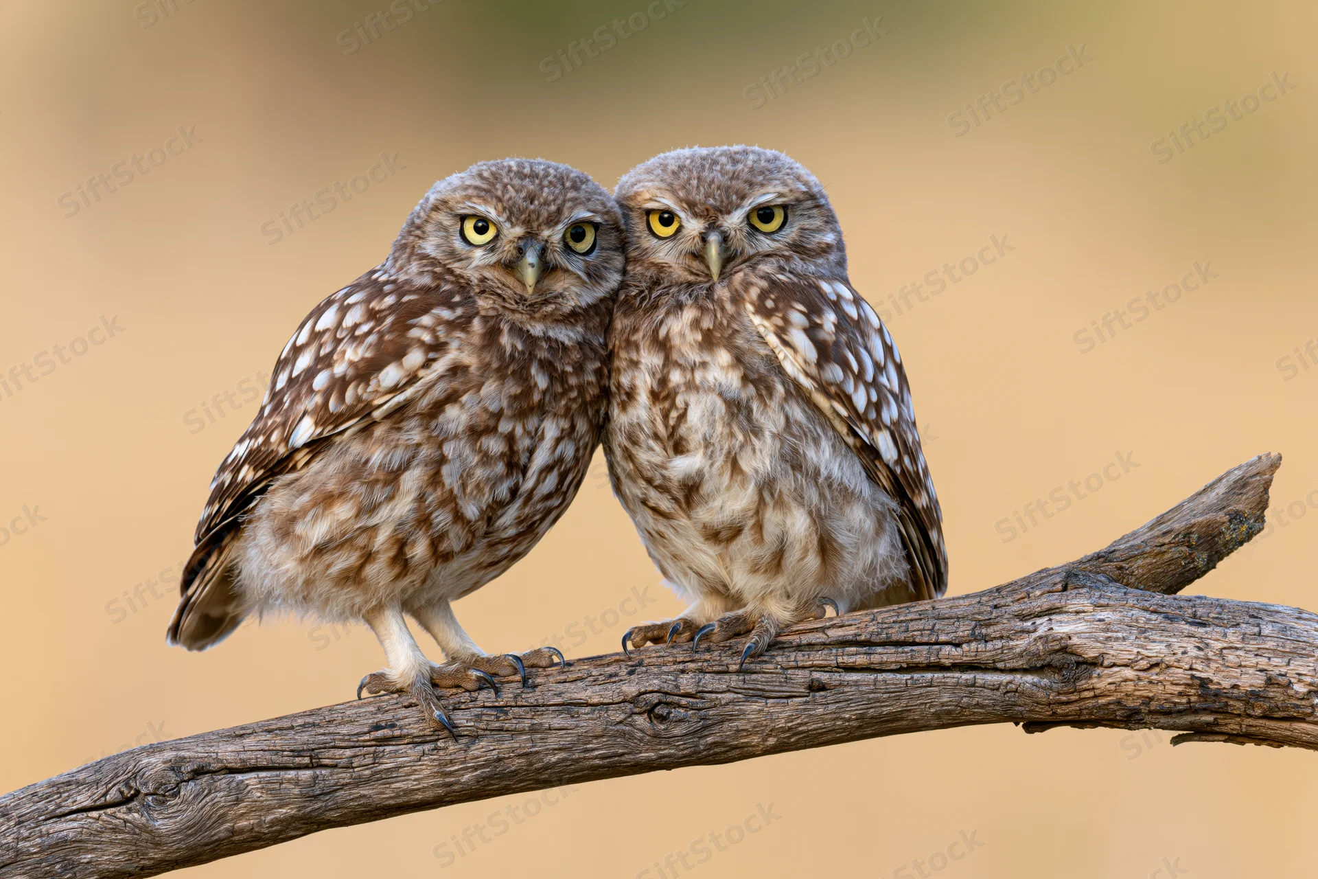 Two owls perched side by side on a weathered wooden branch