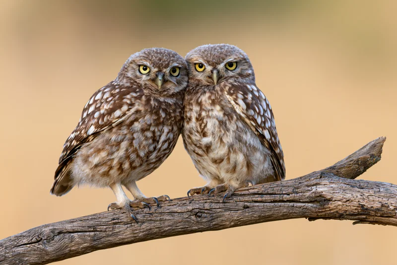 Two owls perched side by side on a weathered wooden branch