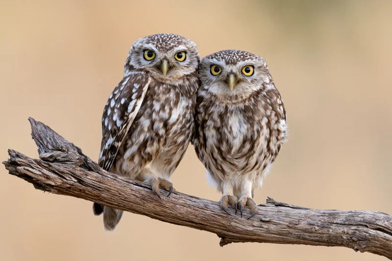 Two owls perched side by side on a weathered branch