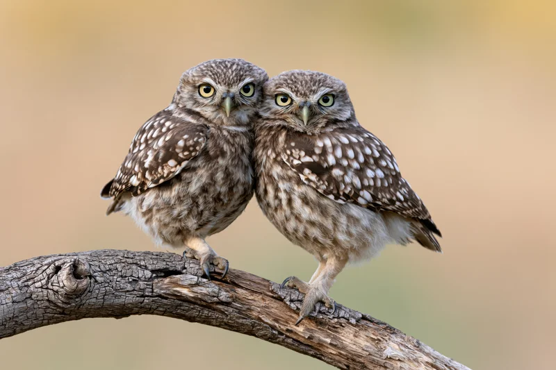 Two burrowing owls perched side by side on a weathered branch in natural daylight
