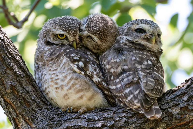 Three spotted owlets perched together on a tree branch in daylight