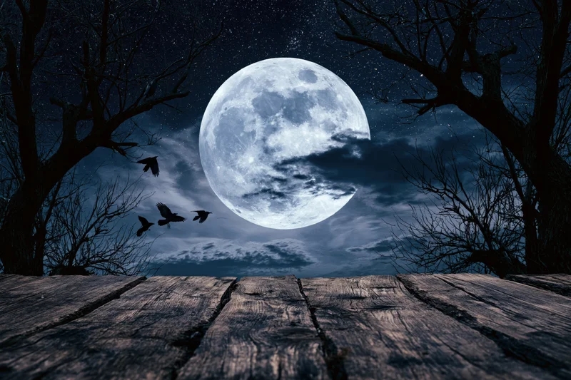 Full moon glowing in starry night sky above weathered wooden planks with bare trees and flying birds in forest