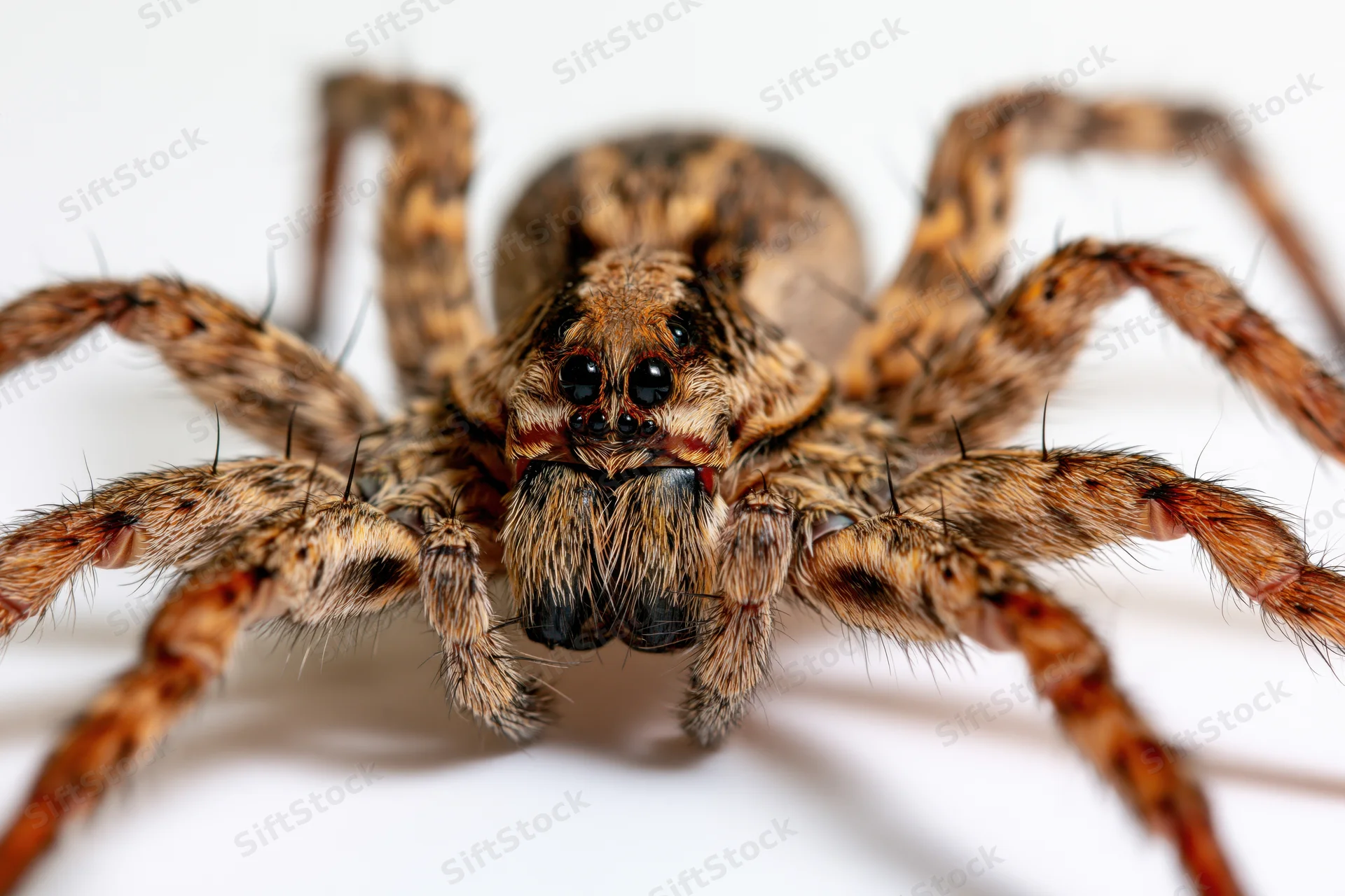 Wolf spider facing forward in studio against white background