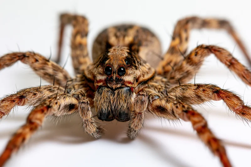 Wolf spider facing forward in studio against white background