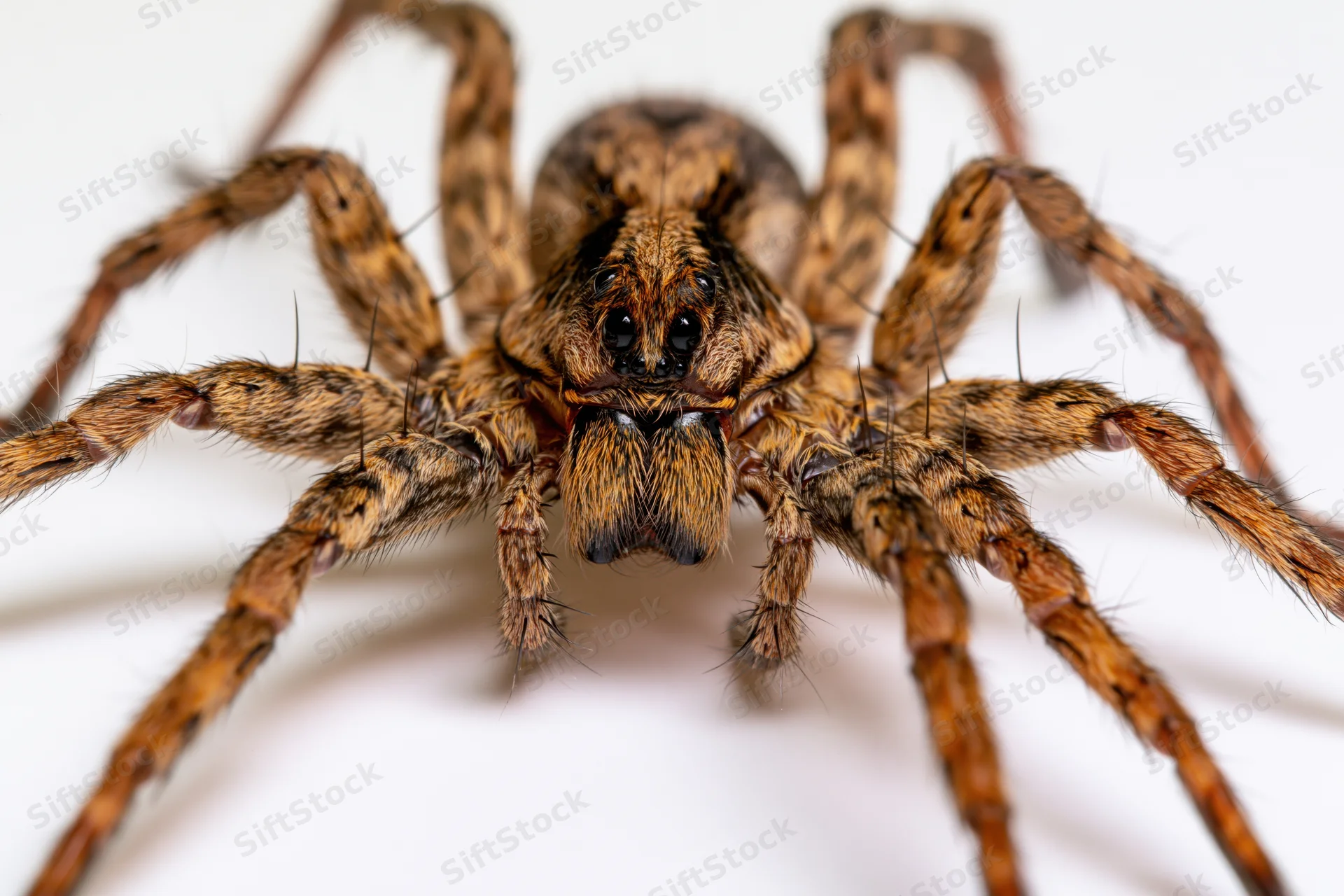 Wolf spider facing forward in close-up view against white studio background