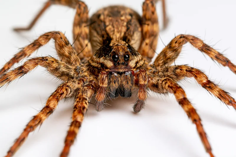 Wolf spider facing forward in close-up view against white background