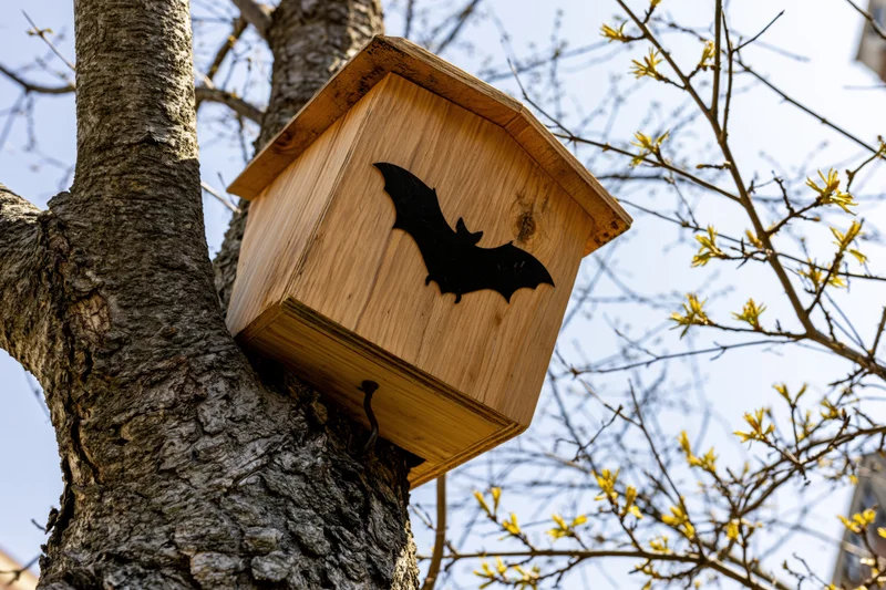Wooden bat house mounted on tree trunk with budding branches in springtime outdoors