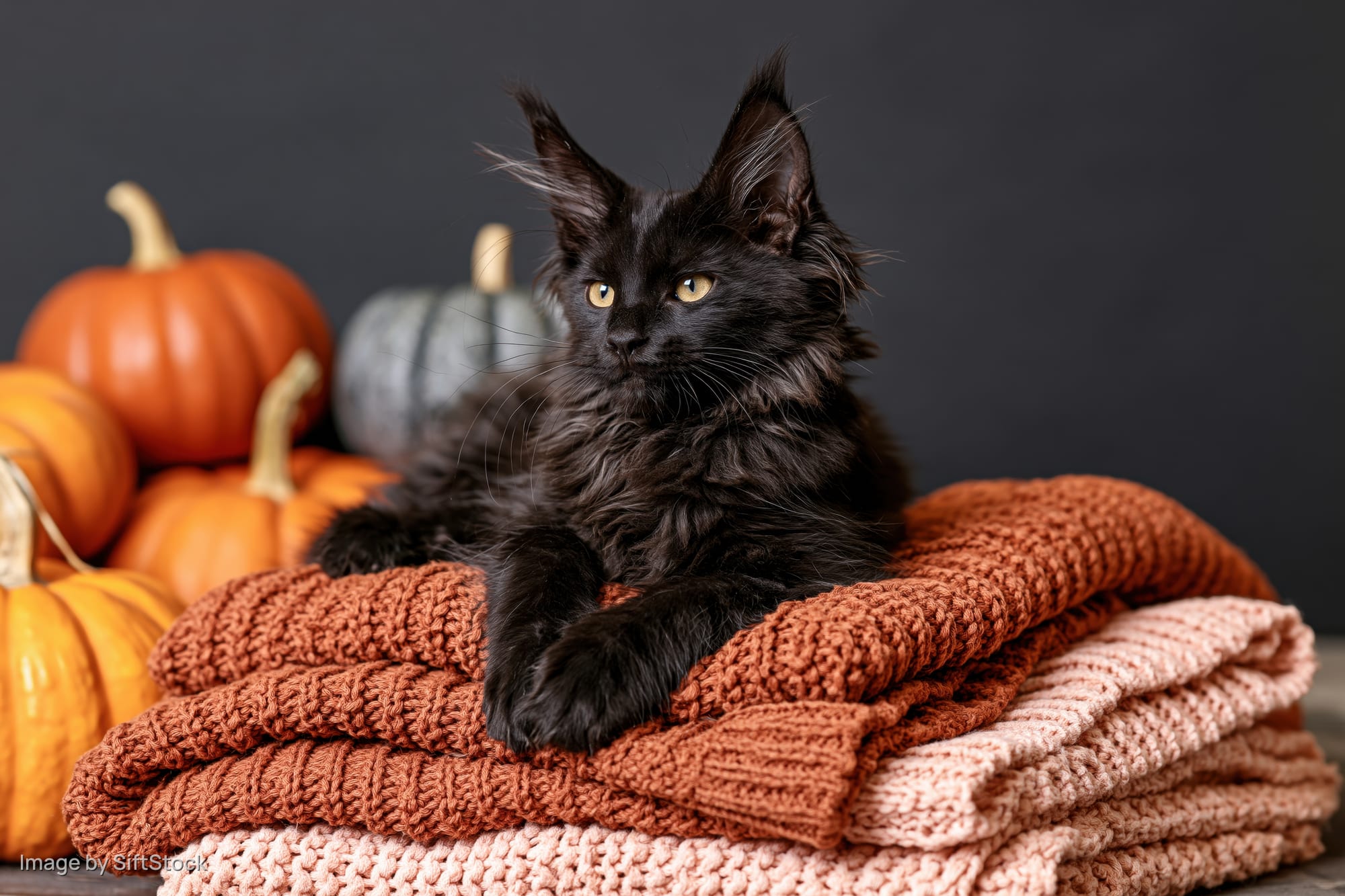 Black maine coon kitten resting on stacked knit sweaters with pumpkins in background