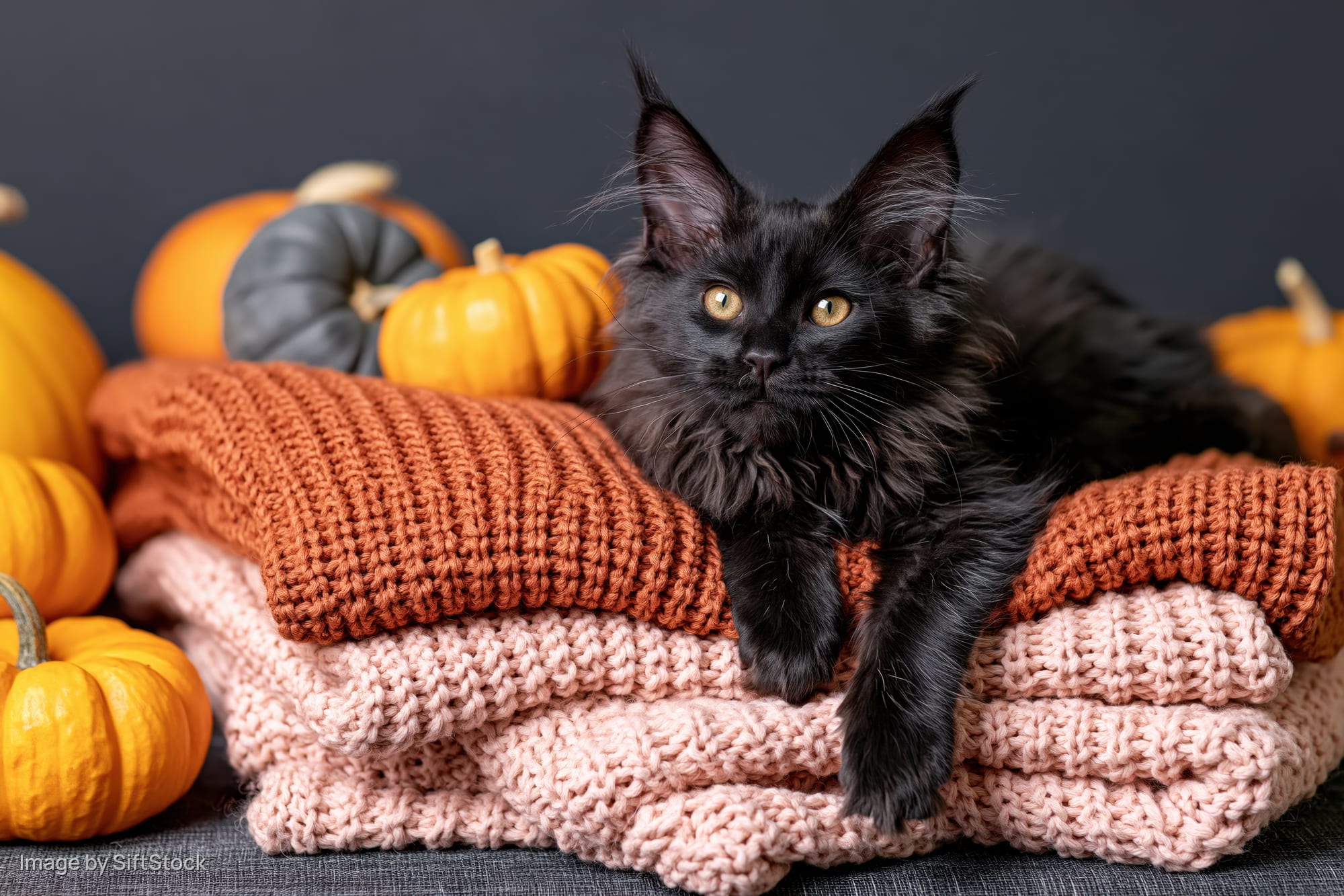 Black maine coon kitten resting on stacked knit sweaters surrounded by pumpkins