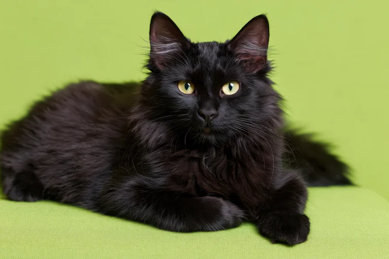 Black cat lying down alert with yellow eyes on green background