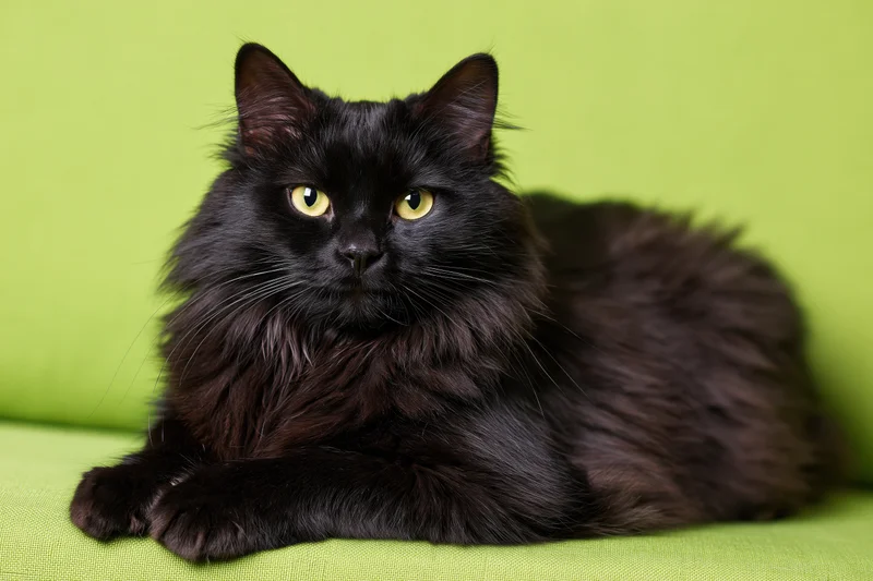Black fluffy cat lying on green couch facing camera with alert yellow eyes
