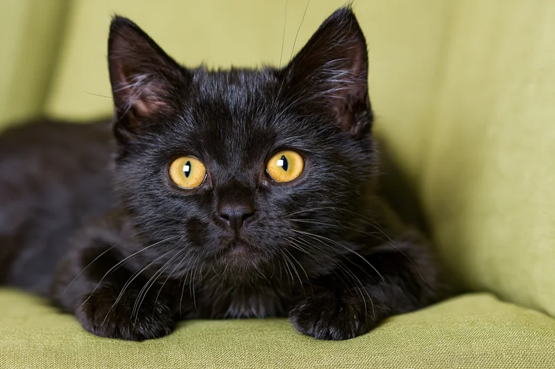 Black kitten lying alert on green couch staring directly at camera