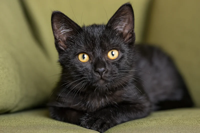 Young black kitten lying alert on olive green couch staring directly at camera