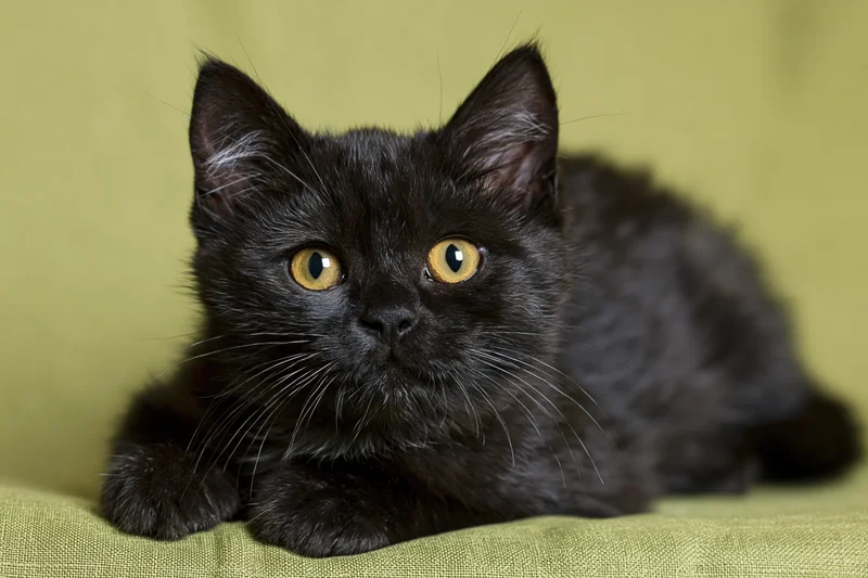 Young black kitten lying alert and staring directly at camera on green fabric surface