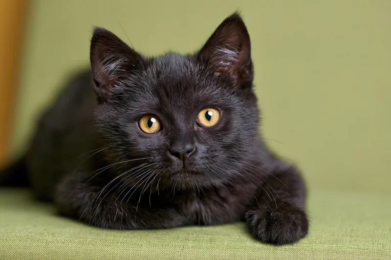 Young black kitten lying alert on green fabric surface staring directly at camera