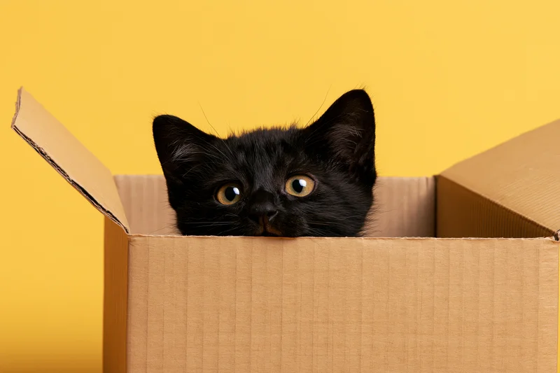 Black kitten peeking out of open cardboard box against yellow background