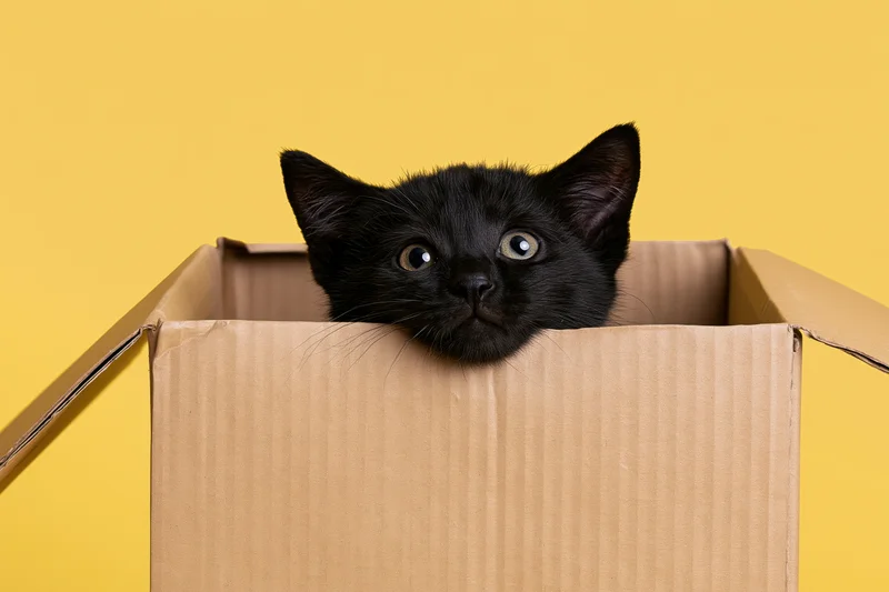 Black kitten peeking out of open cardboard box against yellow background