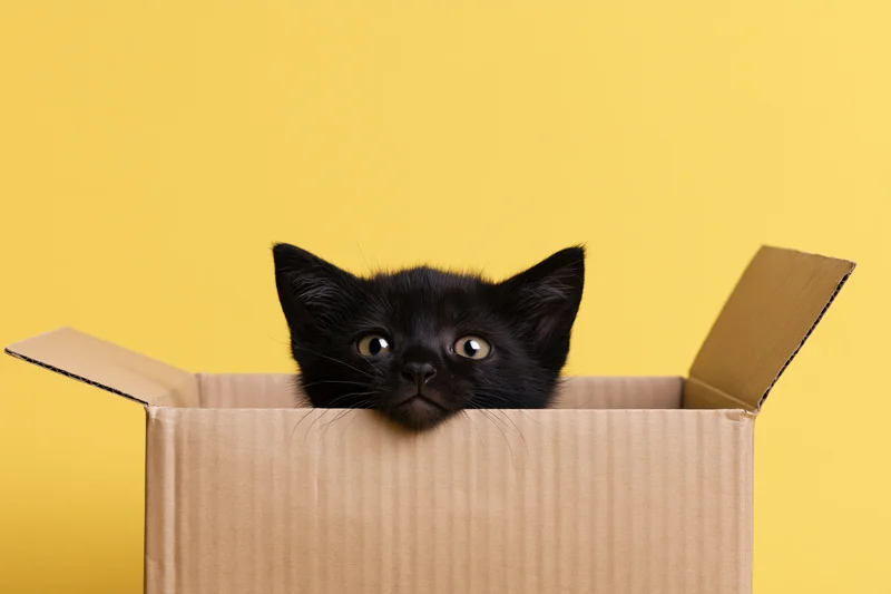 Black kitten peeking out of open cardboard box against yellow background