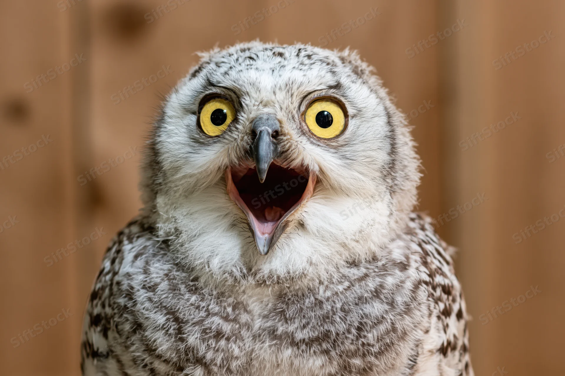Young snowy owl with wide open beak and bright yellow eyes facing camera in closeup portrait