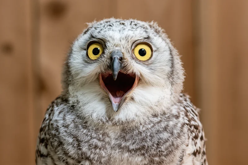 Young snowy owl with wide open beak and bright yellow eyes facing camera in closeup portrait