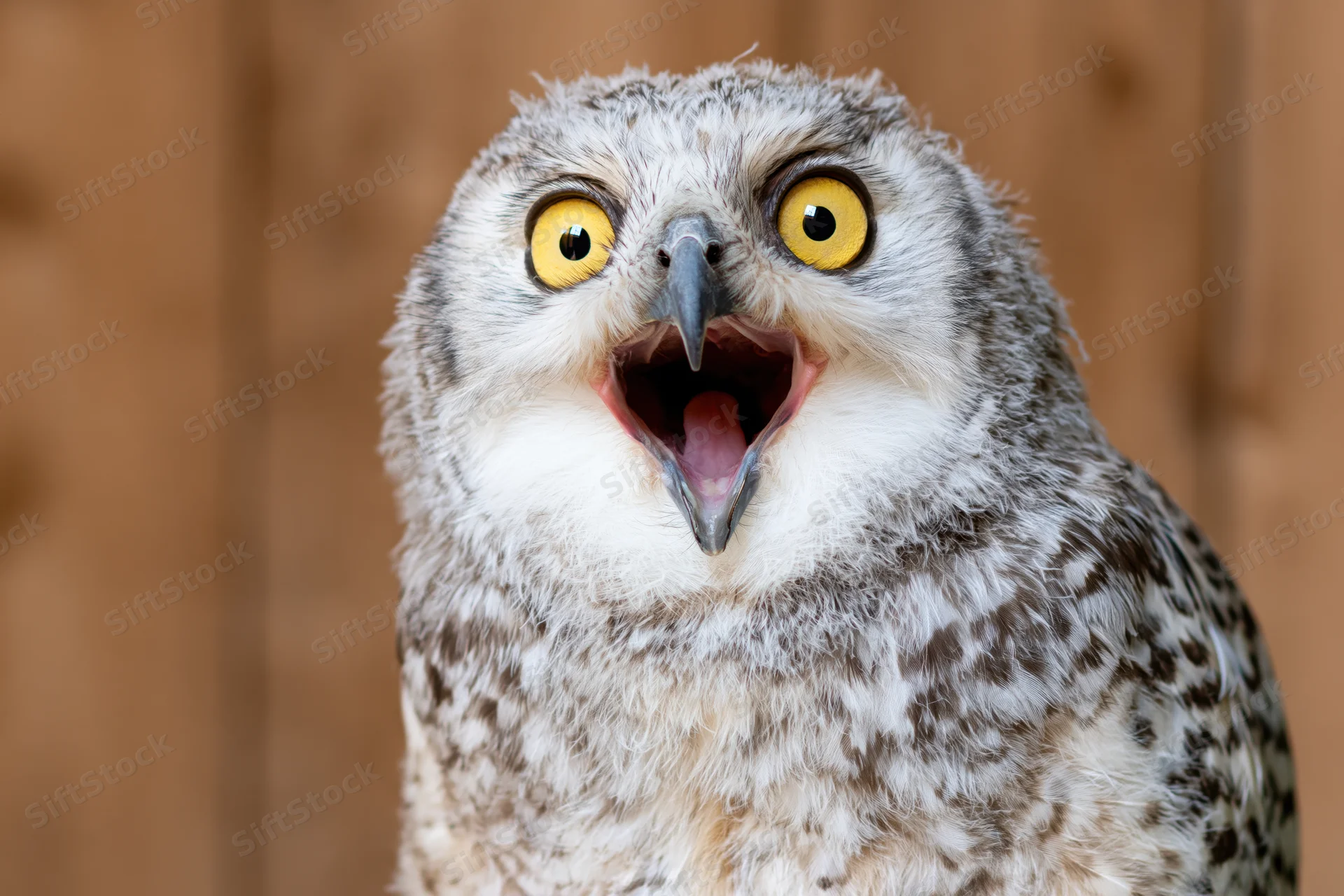 Snowy owl with wide open beak and bright yellow eyes facing camera in closeup portrait