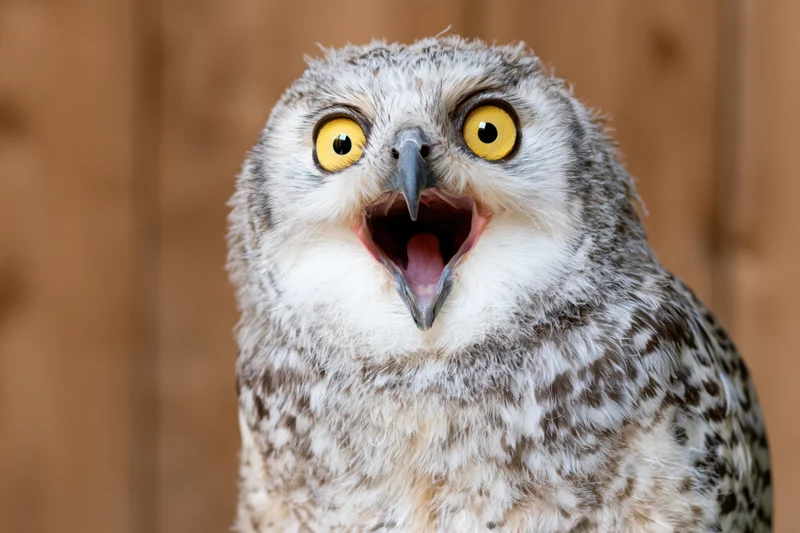Snowy owl with wide open beak and bright yellow eyes facing camera in closeup portrait