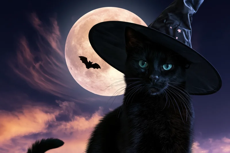 Black cat wearing witch hat against full moon with bat flying in night sky