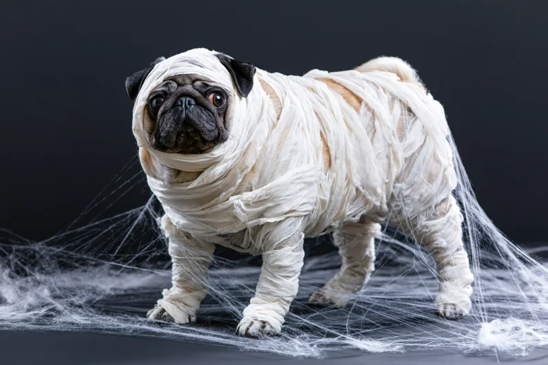 Pug wrapped in white gauze bandages as a mummy costume on dark background with spiderwebs