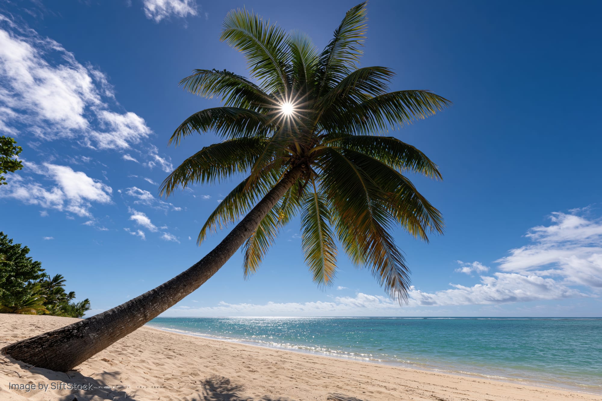 Leaning coconut palm tree on sandy beach beside turquoise ocean under bright blue sky
