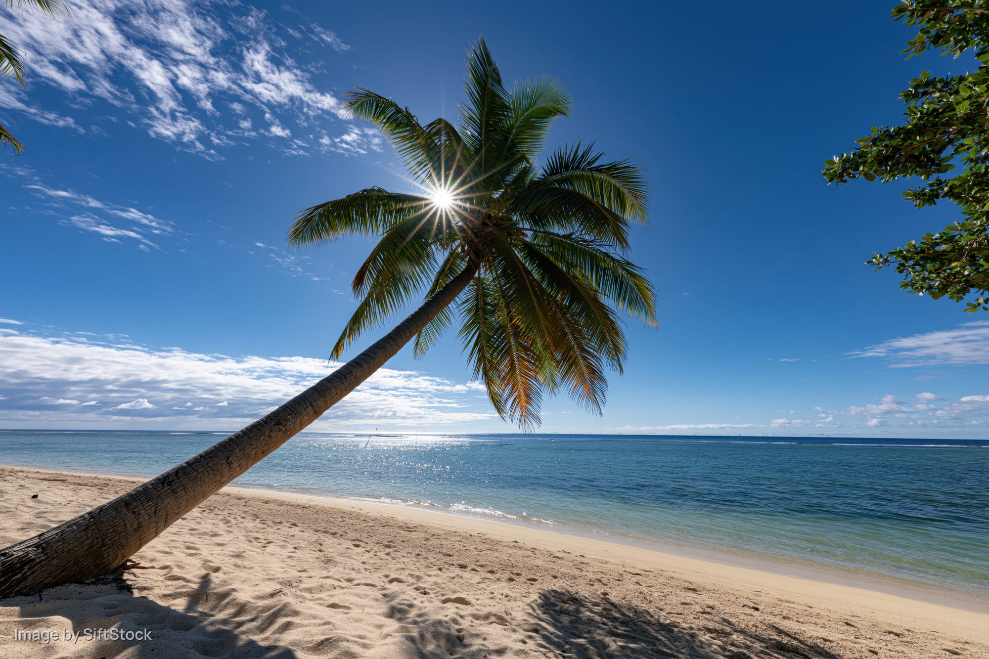 Leaning coconut palm tree on sandy beach beside calm ocean under bright blue sky with sun shining through fronds