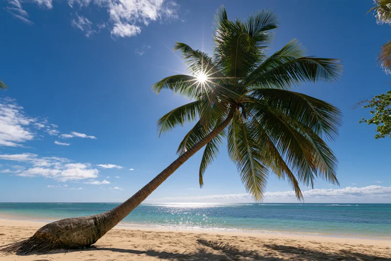 Leaning coconut palm tree on sandy beach beside turquoise ocean under bright blue sky with sun shining through fronds