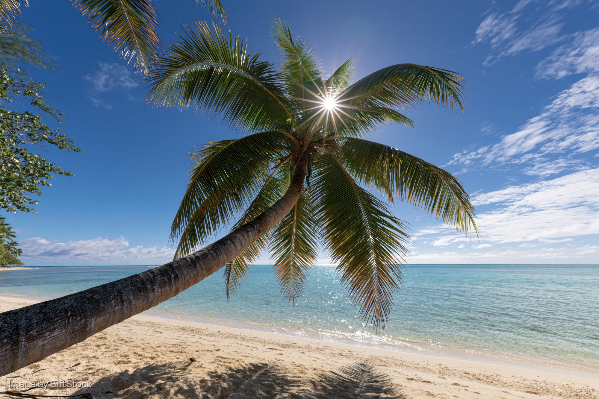Leaning coconut palm tree over sandy beach with turquoise ocean under bright sun
