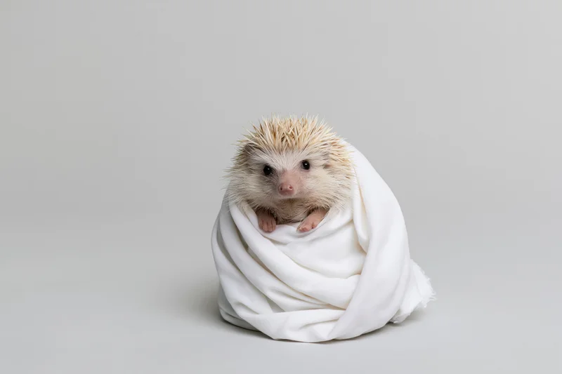 Small hedgehog wrapped in white fabric against a neutral background