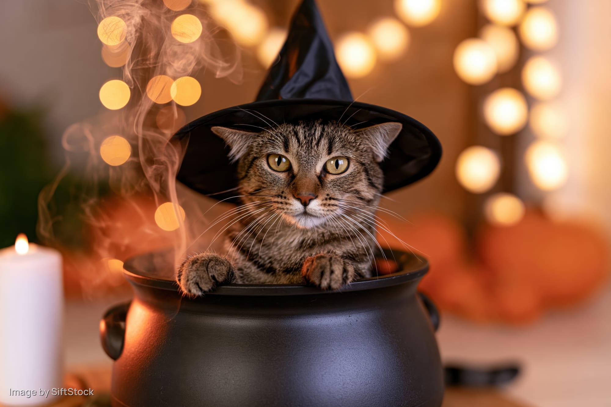 Tabby cat wearing witch hat sitting in cauldron with smoke and candlelight, halloween decoration in background
