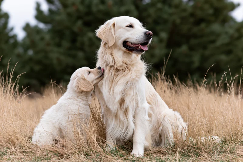 Adult golden retriever sitting in dry grass while a puppy licks its neck