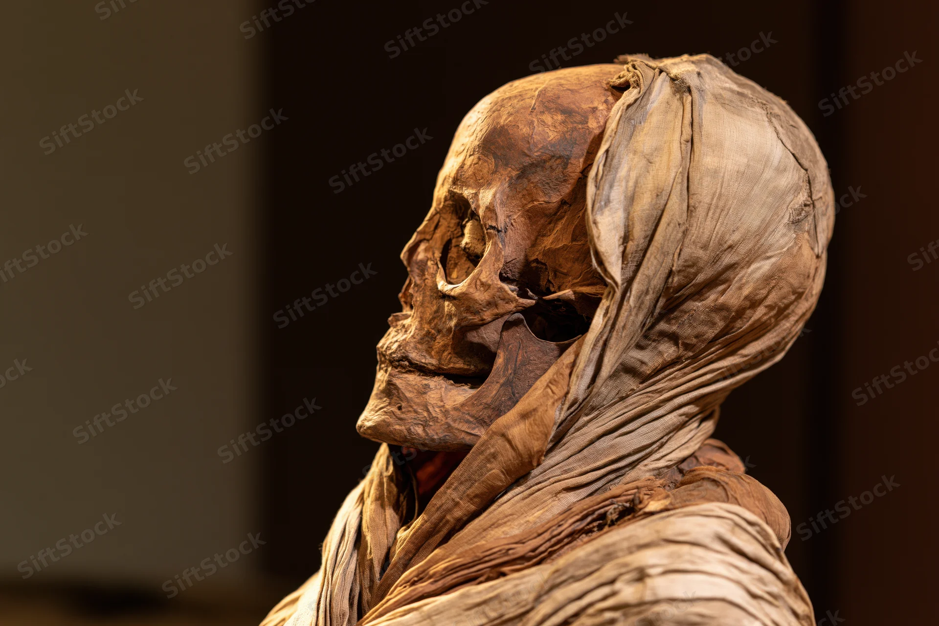Ancient egyptian mummy in profile view displayed in museum exhibit