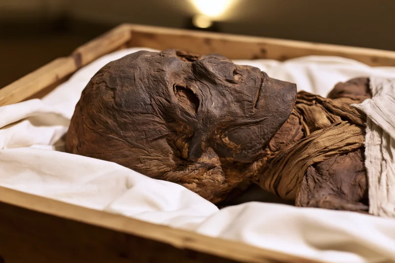 Ancient human mummy resting in a wooden display case lined with white cloth