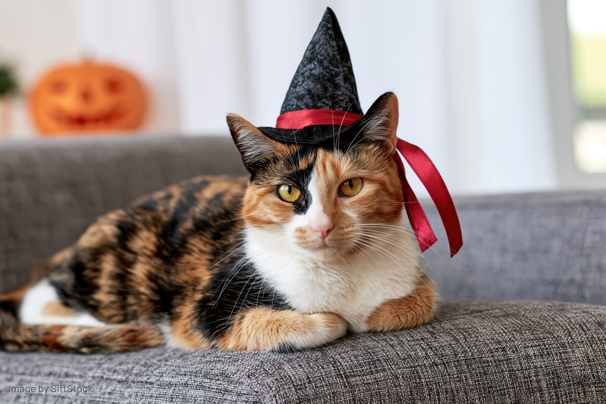 Calico cat wearing a small black witch hat with a red ribbon sitting on a gray couch indoors