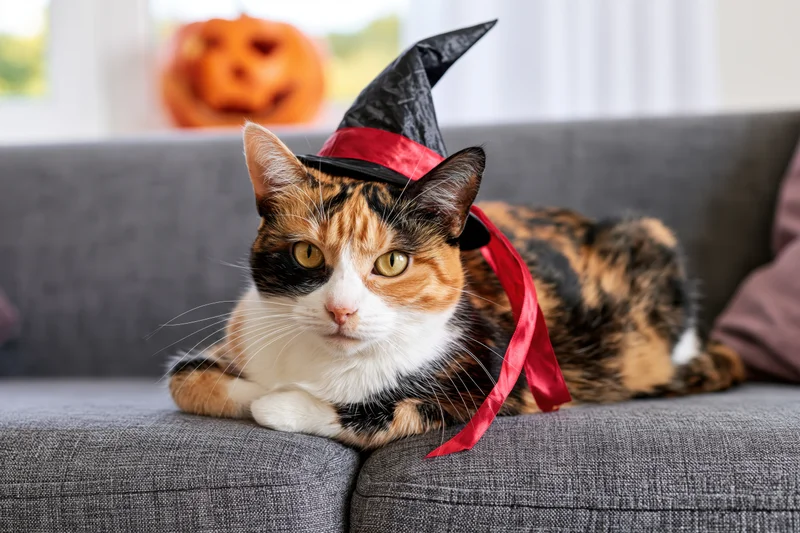 Calico cat wearing a small black witch hat with a red ribbon resting on a gray sofa indoors with a carved pumpkin in the background