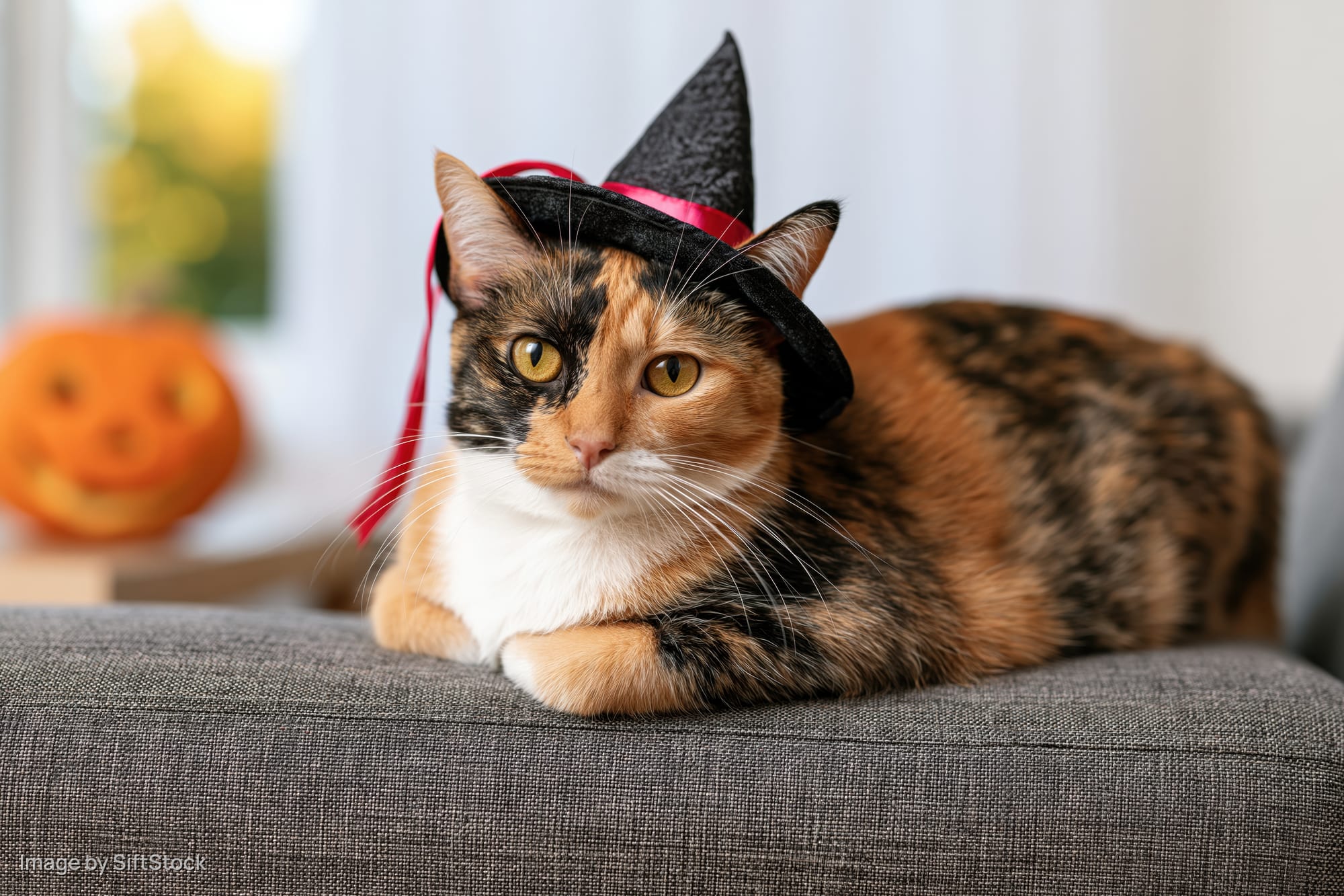 Calico cat wearing a small black witch hat with a red ribbon resting on a gray sofa indoors near a window with a pumpkin decoration in the background
