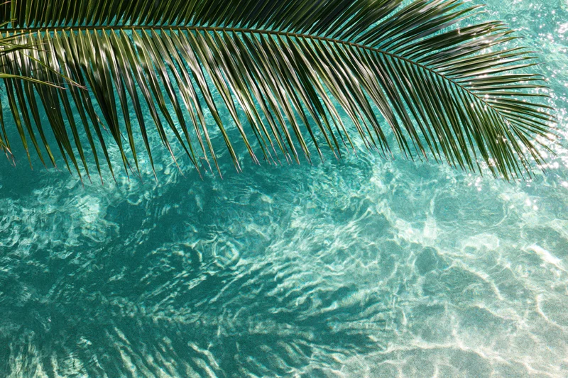 Palm frond hanging over clear turquoise swimming pool water