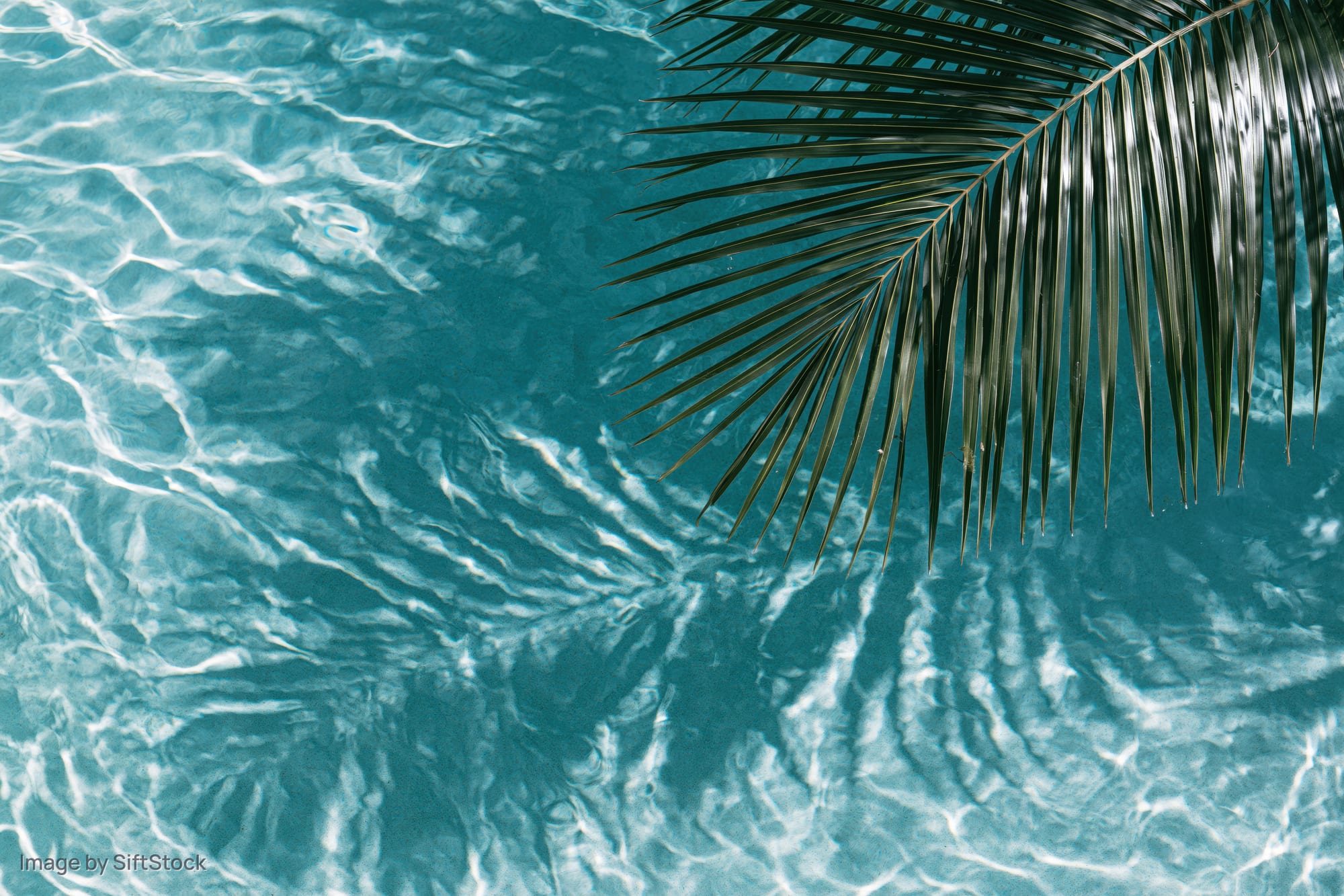 Palm frond hanging over clear turquoise swimming pool water with ripples and sunlight reflections