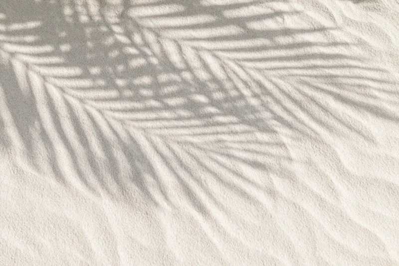 Shadow of palm fronds on fine beach sand under sunlight