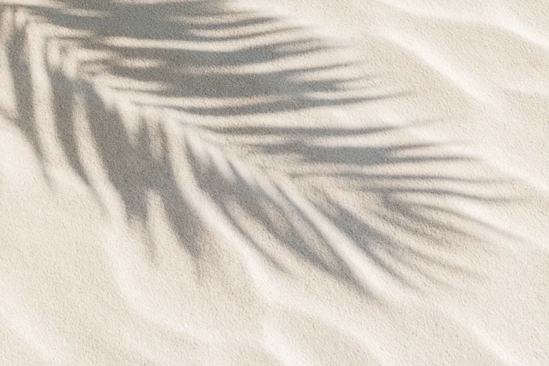 Shadow of palm fronds on fine beach sand under sunlight