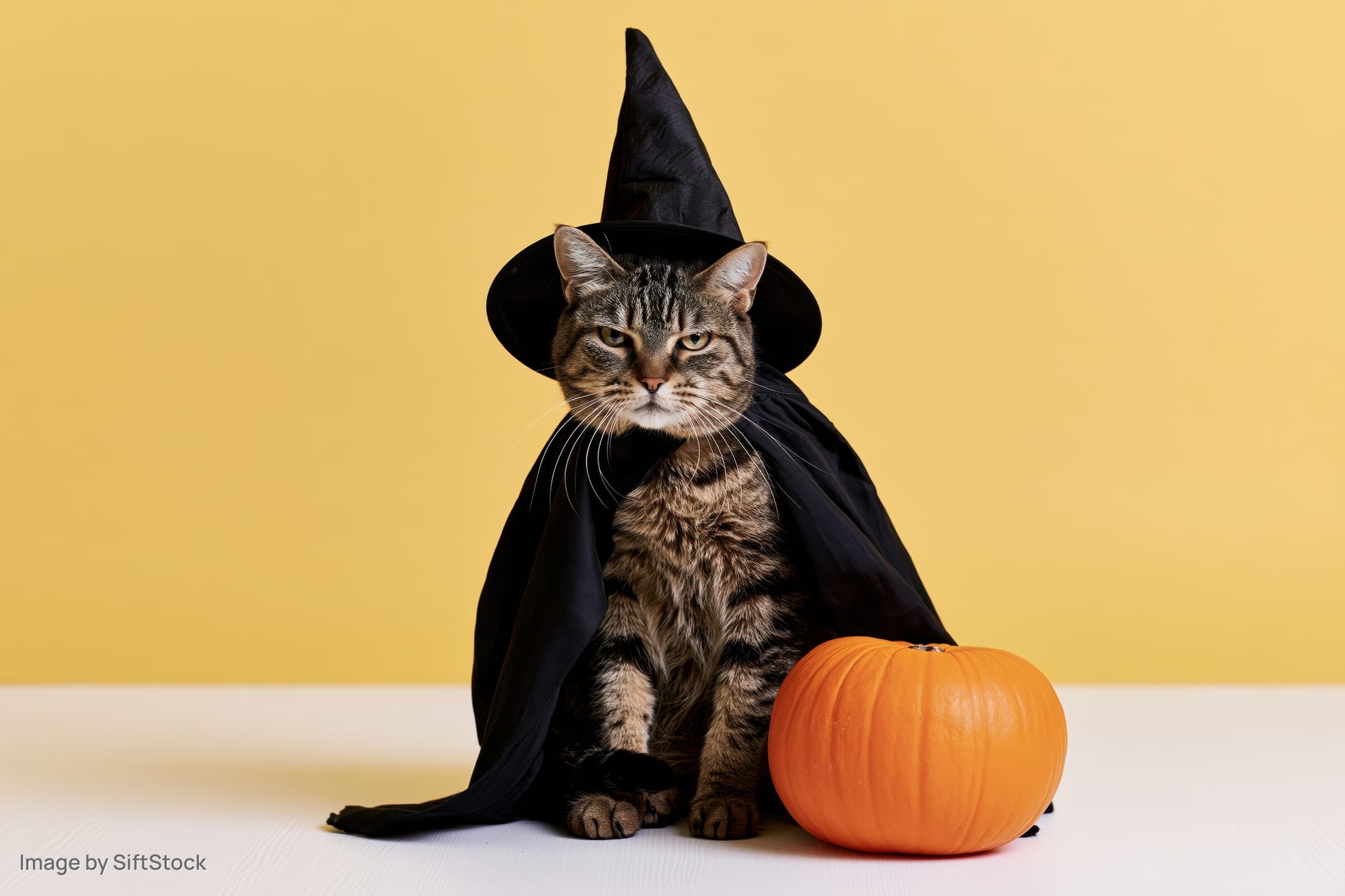 Tabby cat wearing witch hat and cape sitting beside pumpkin on yellow background