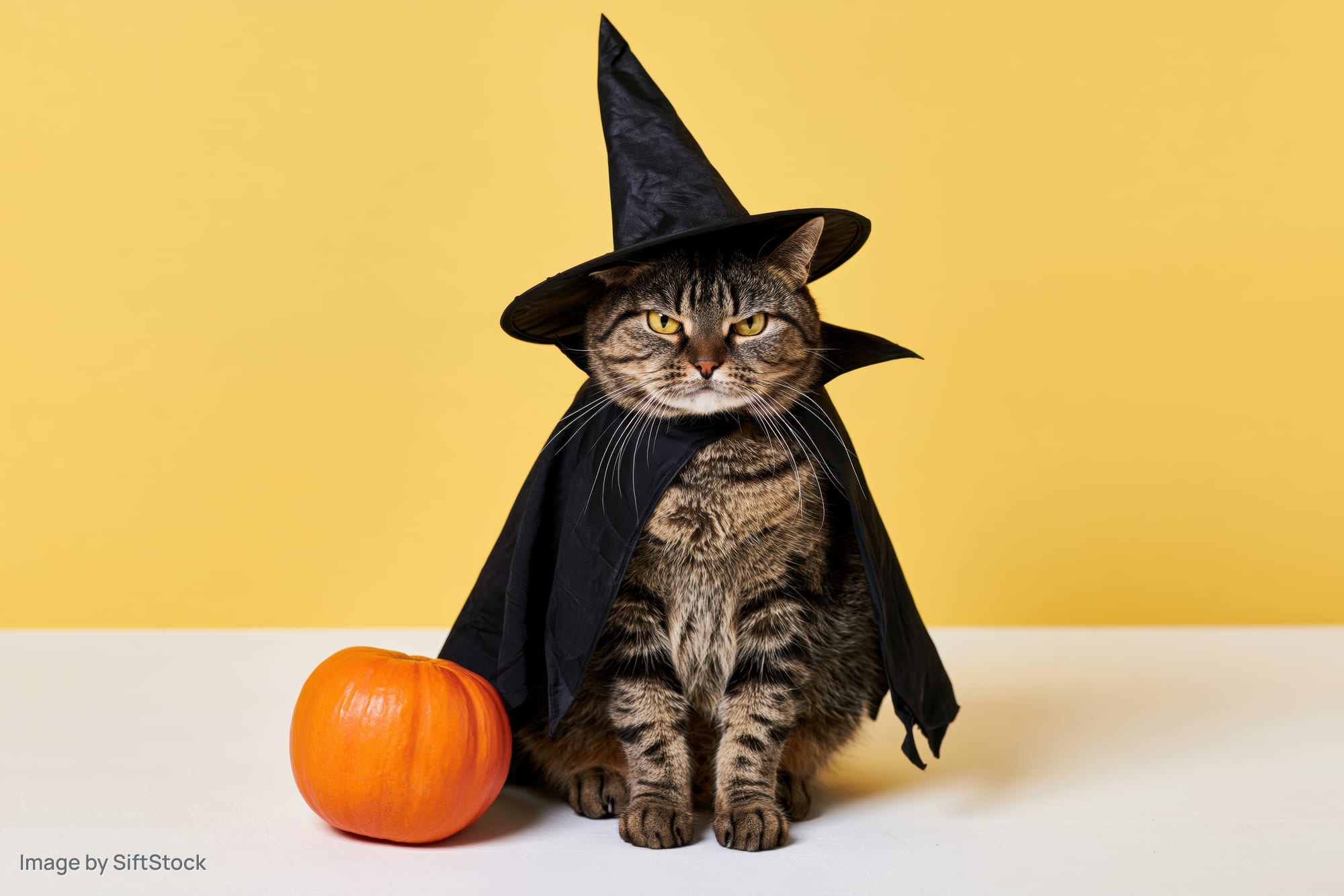 Tabby cat wearing witch hat and cape with pumpkin on yellow background