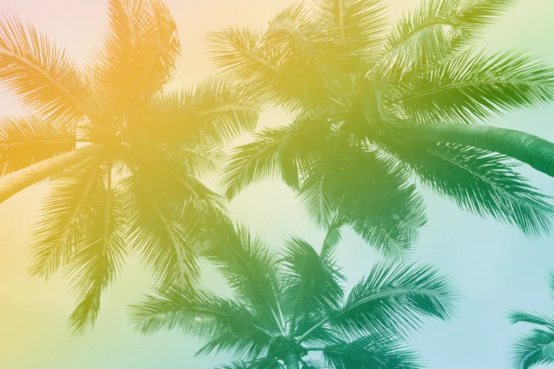 Palm trees viewed from below against a gradient sky with sun flare
