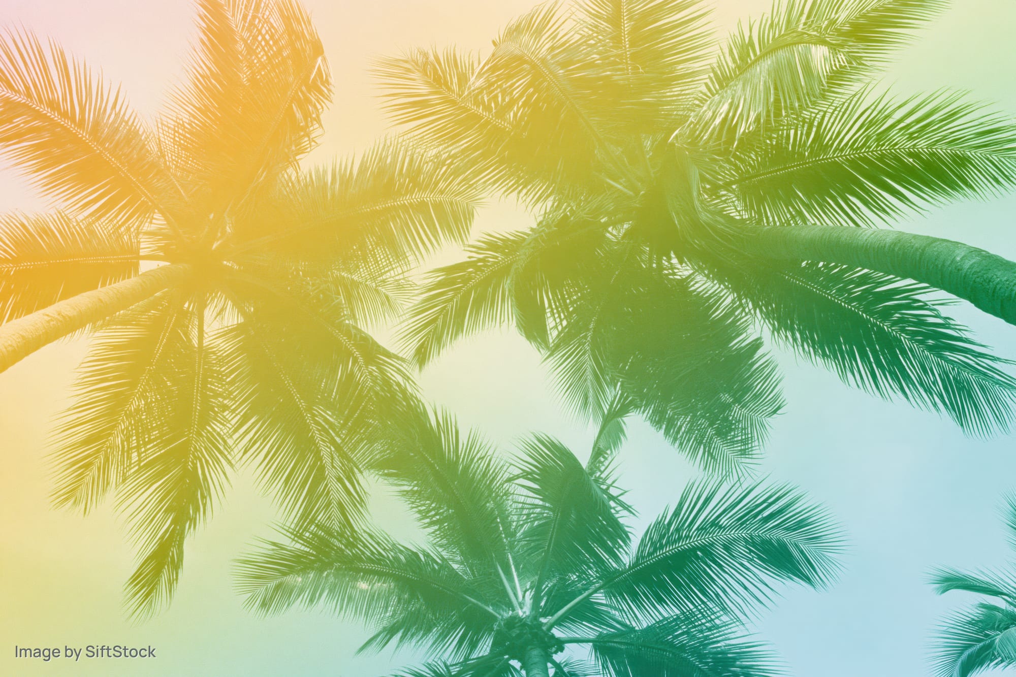 Palm trees viewed from below against a gradient sky with sun flare